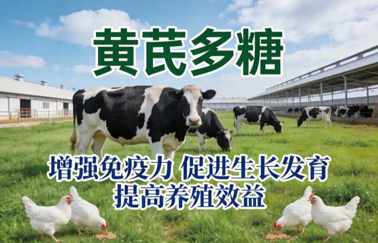 黄芪多糖能不能提高蛋鸡产蛋率？